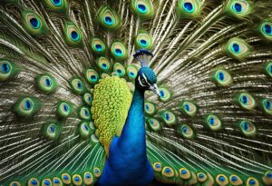 Dreaming About Peacocks: Meanings And Interpretations